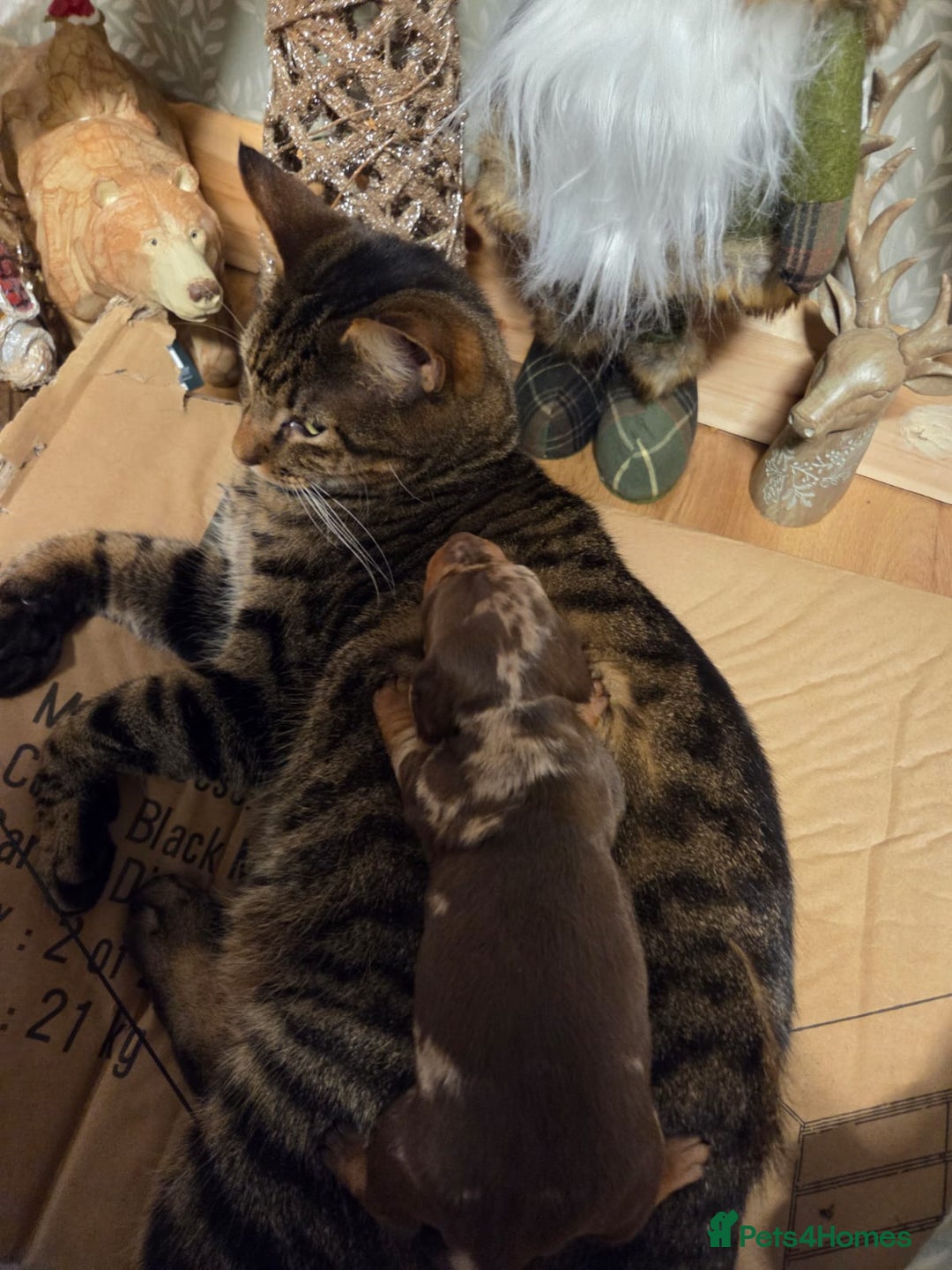 Miniature Dachshund dogs for sale: Miniature dashound - Advert 3