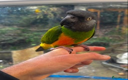 Budgerigars birds for sale: BABY SENEGAL!  - Image 1