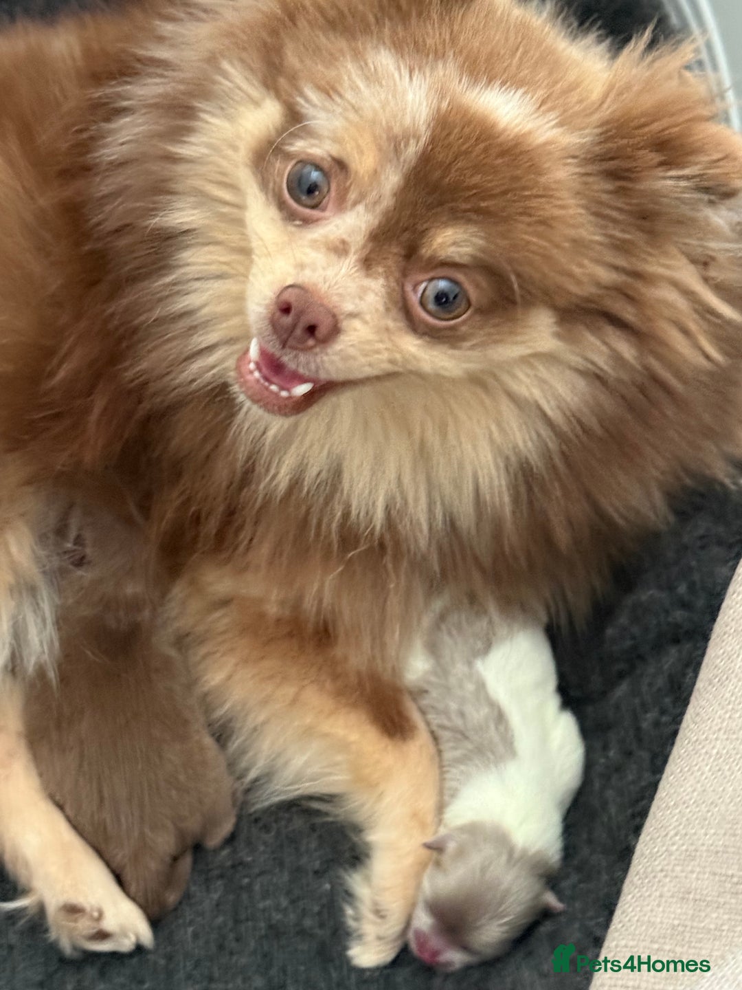 Pomeranian dogs for sale: Ready in 3 weeks! Two Beautiful teddy bear faces🐻 - Advert 12