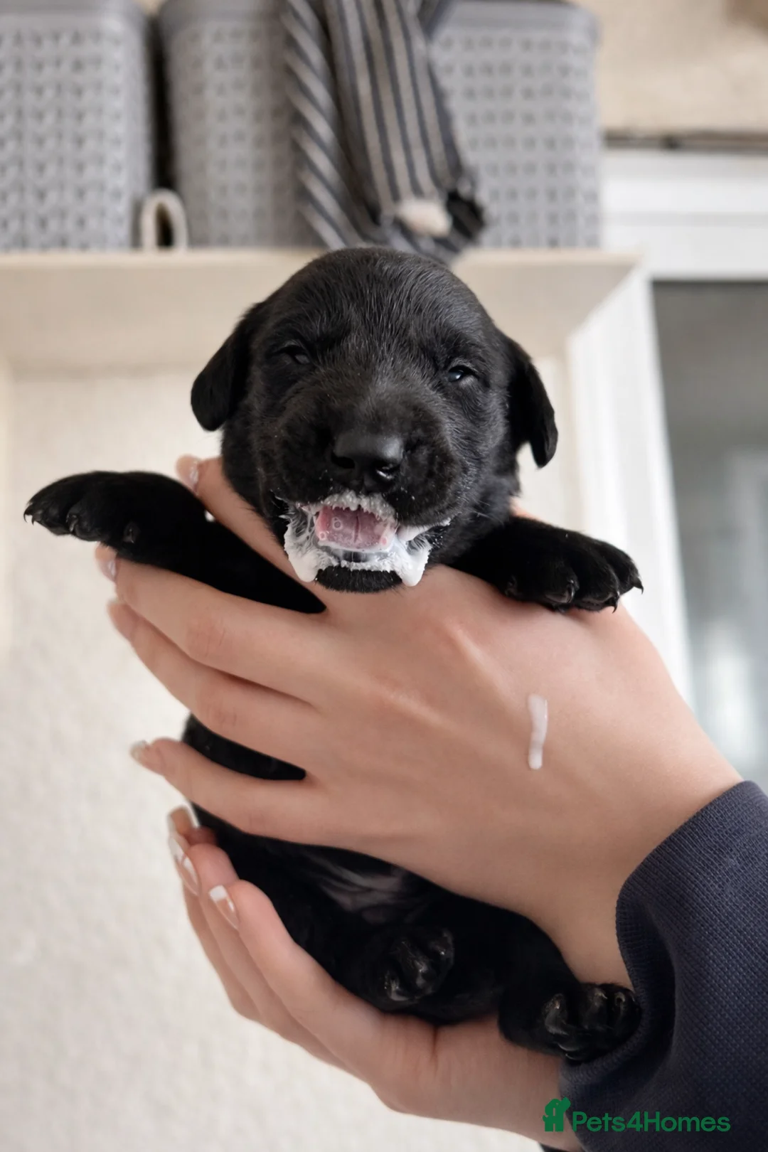 Labrador Retriever dogs for sale: Exceptional KC Reg Labrador Puppies For Sale! in Lydbury North - Advert 26