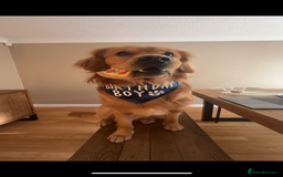Golden Retriever dogs for stud: HANDSOME 2 YEAR OLD RED STUD - GOLDEN RETRIEVER  - Image 8
