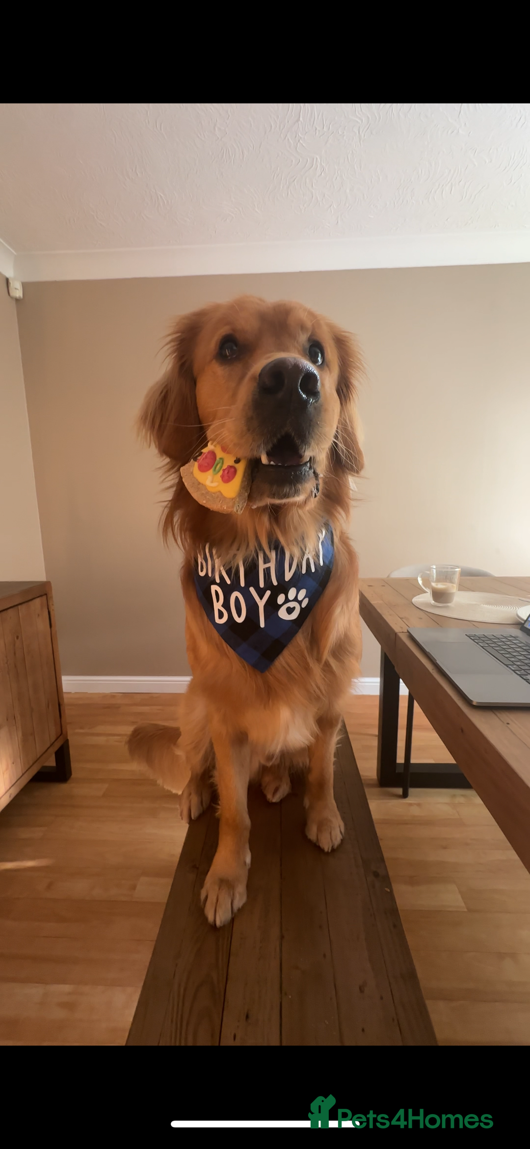 Golden Retriever dogs for stud: HANDSOME 2 YEAR OLD RED STUD - GOLDEN RETRIEVER  - Image 8