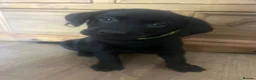 Labrador Retriever dogs for sale: 🐾❤️Beautiful Labrador puppies❤️🐾 - Advert 11