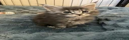 Maine Coon cats for sale: Gorgeous mainecoon kittens  in Hailsham - Advert 8