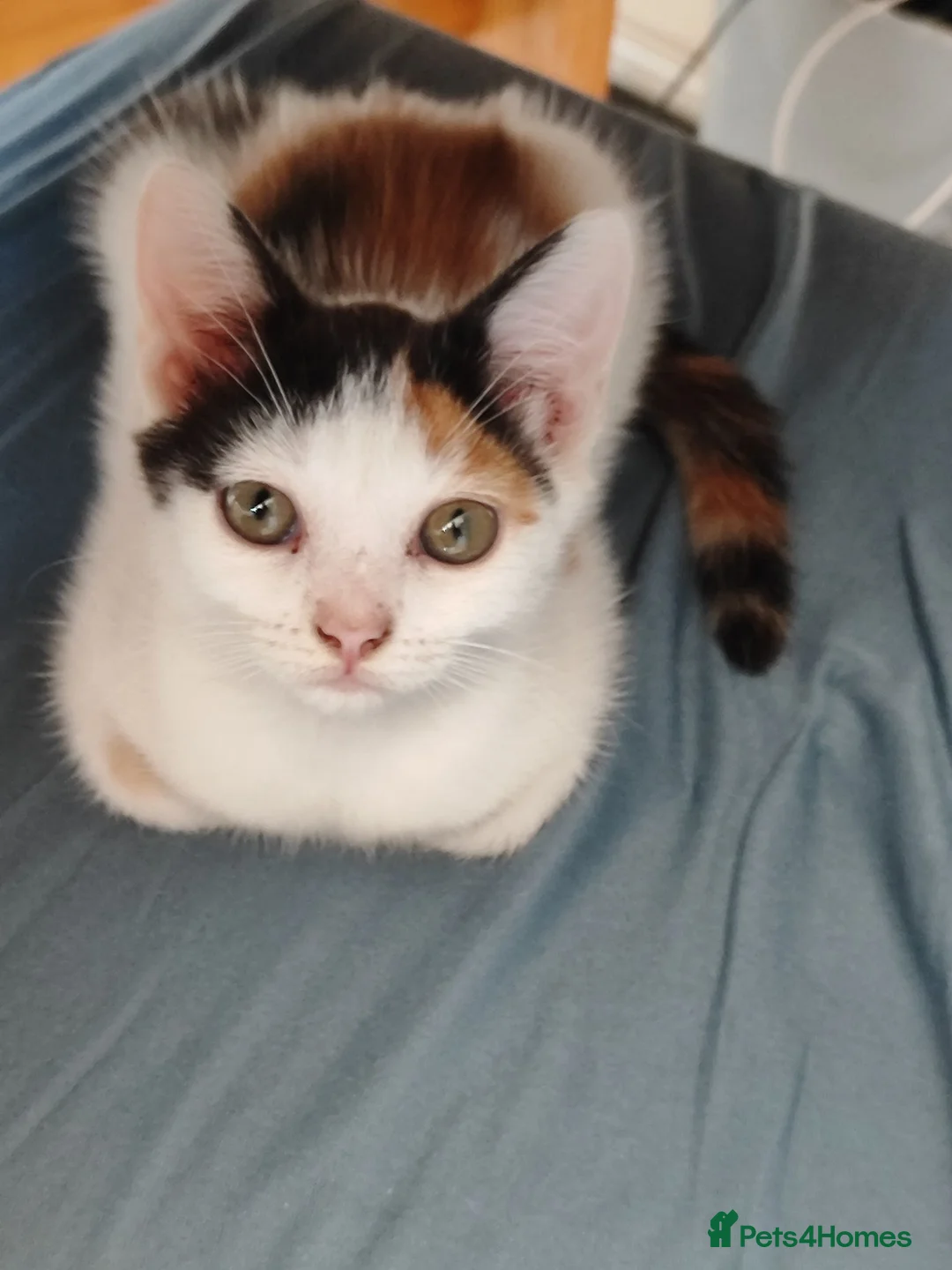 Mixed Breed cats for sale: Dora explorer looking for her forever home  - Advert 3