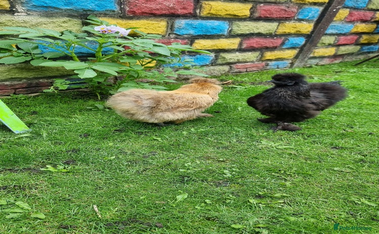 Chickens poultry - Advert 4