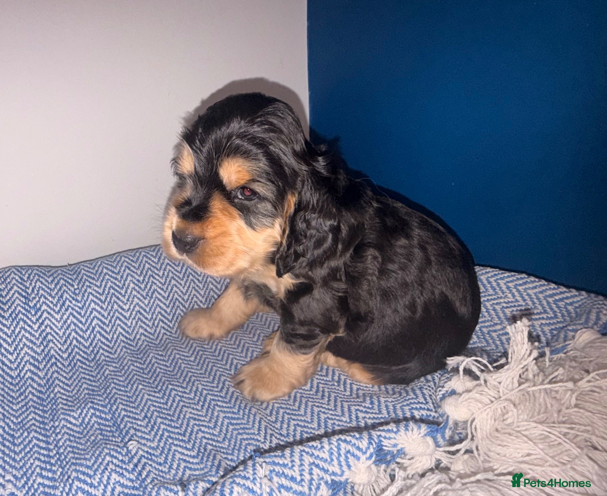 Cocker Spaniel dogs KC registered Black & Tan Sable Boy 🩵 - Advert 2