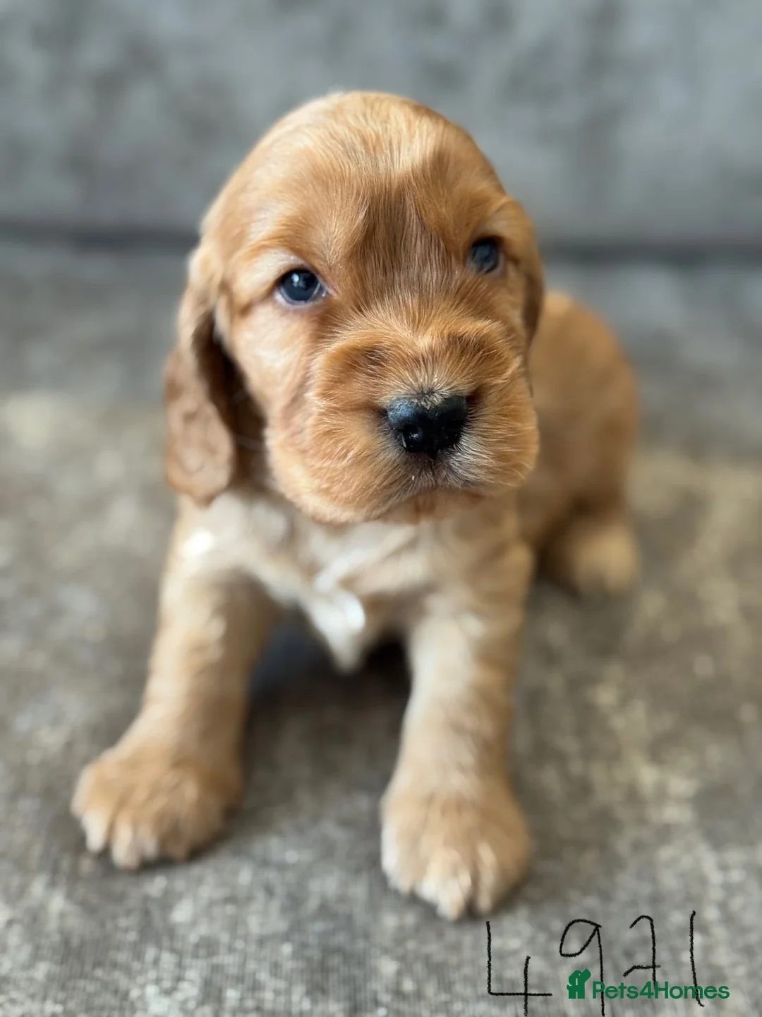 Cocker Spaniel dogs for sale: 100% SHOWTYPE KC REG FROM HEALTH TESTED PARENTS  - Advert 8