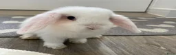Mini Lop rabbits for sale: Baby Mini Lop Beautiful Girl  in Deal - Advert 2