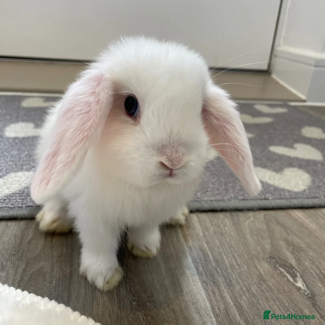 Mini Lop rabbits for sale: Baby Mini Lop Beautiful Girl  in Deal - Advert 2