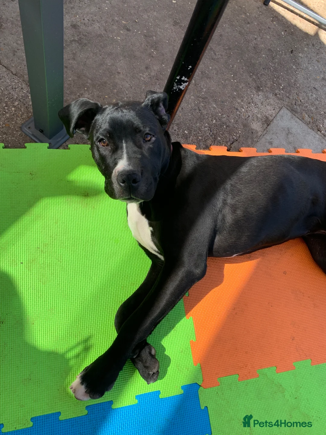 Mixed Breed dogs for sale: Staffy x cane corso female  - Advert 2