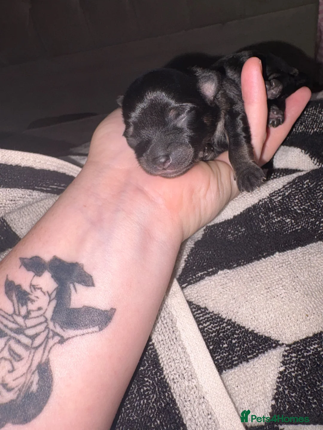 Pomchi dogs for sale: Pomchi  in Telford - Advert 4