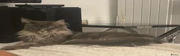 Maine Coon cats for sale: Beautiful TICA Registerered Maine Coon Girl - Advert 8
