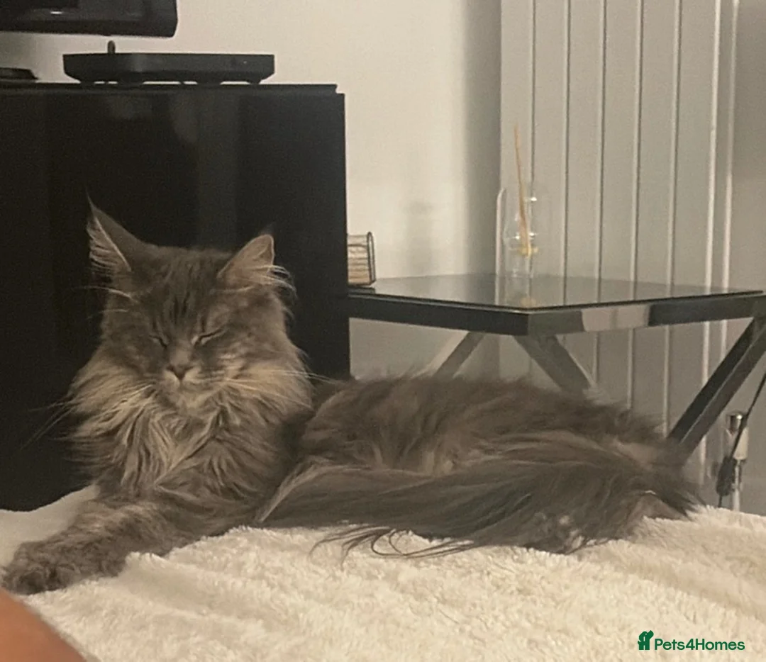 Maine Coon cats for sale: Beautiful TICA Registerered Maine Coon Girl - Advert 8