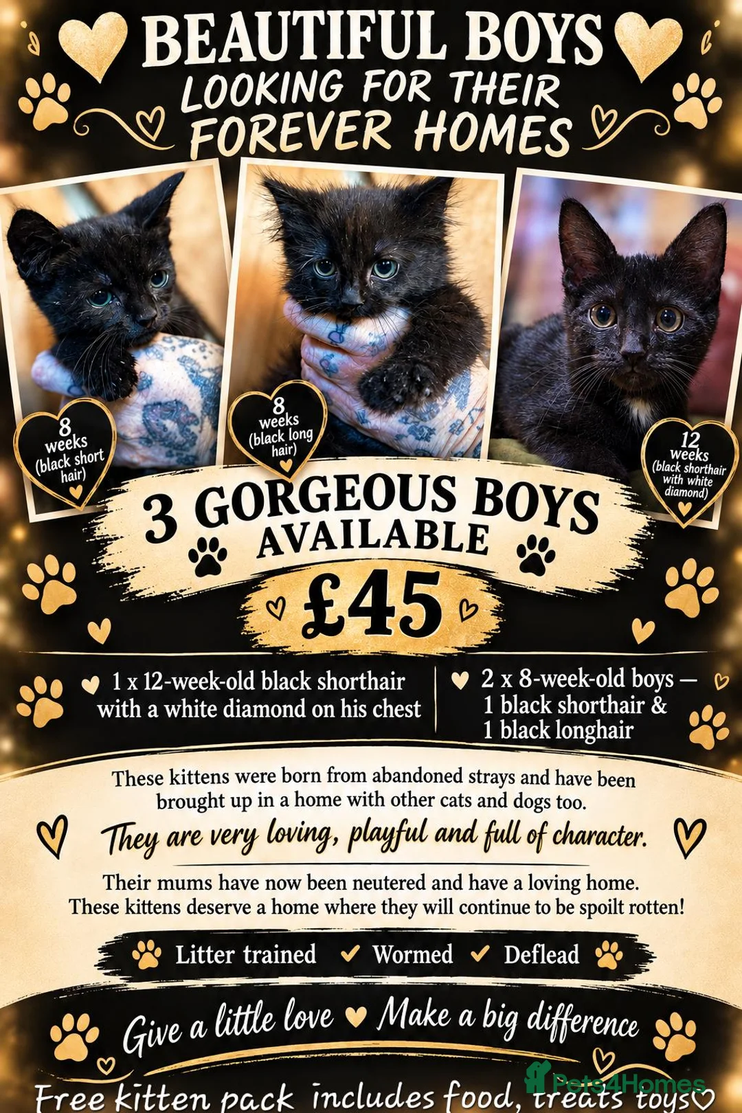 Mixed Breed cats for sale: 3 beautiful boy kittens ready now  in ELY - Advert 1