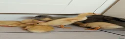 Ducks poultry for sale: 6 Indian runner ducks  in Nuneaton - Advert 2