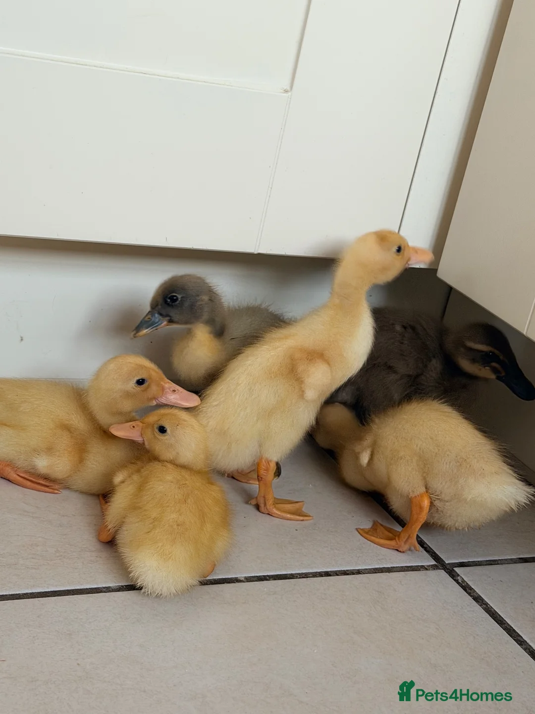 Ducks poultry for sale: 6 Indian runner ducks  in Nuneaton - Advert 2