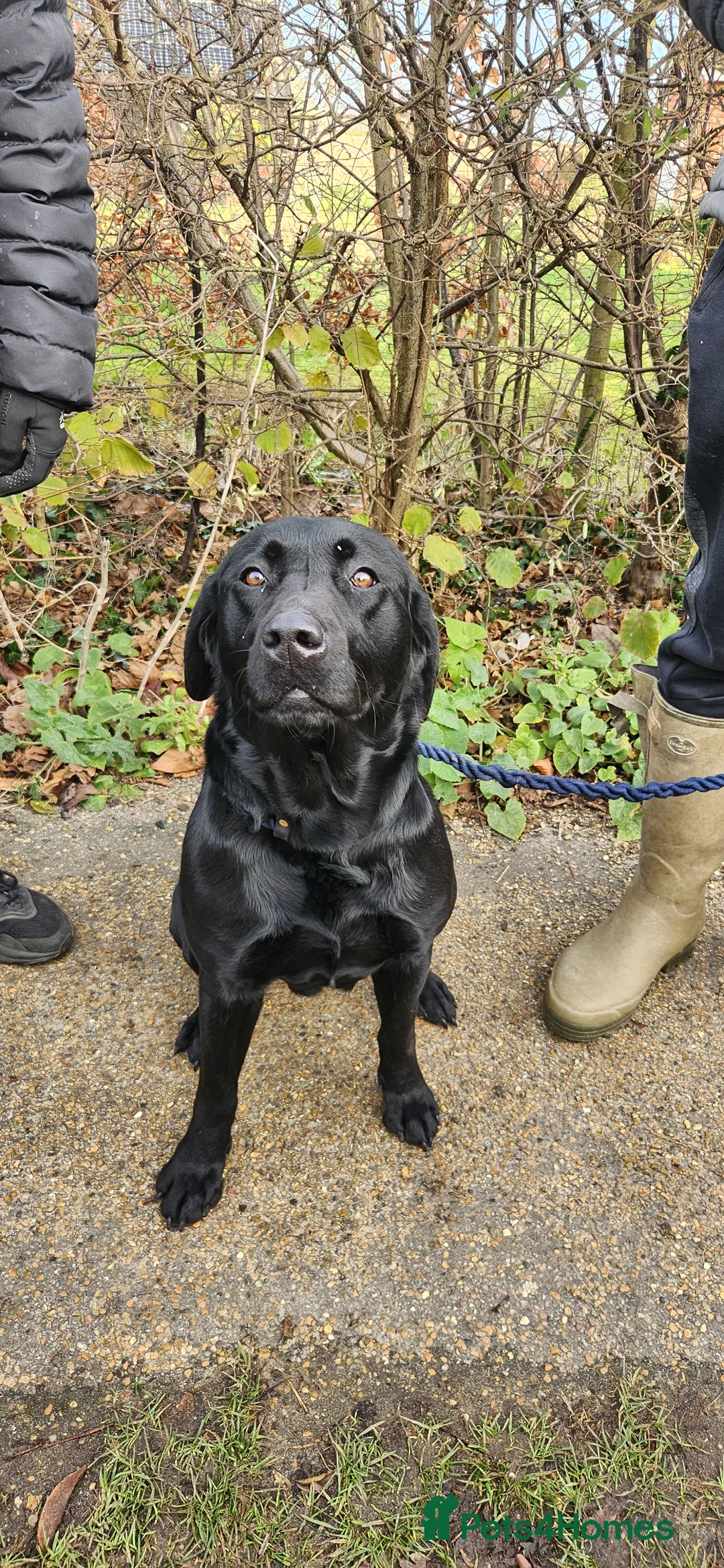 Labrador Retriever dogs for sale: Beautiful Labrador puppies - Advert 1