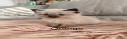 Ragdoll cats for sale: Seal bicolour & seal point  ragdolls  - Advert 11