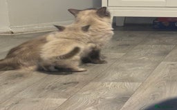 Siberian cats for sale: Two gorgeous Siberian kittens  - Image 7