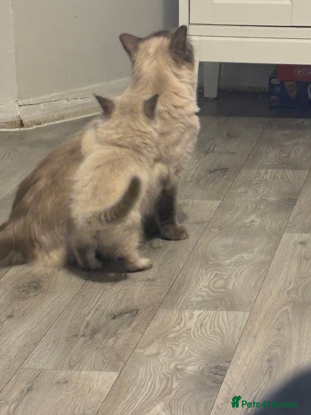 Siberian cats for sale: Two gorgeous Siberian kittens  - Image 7