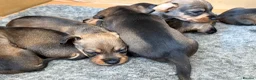 Dachshund dogs for sale: Teckel (Wire haired dachshund) - Advert 2
