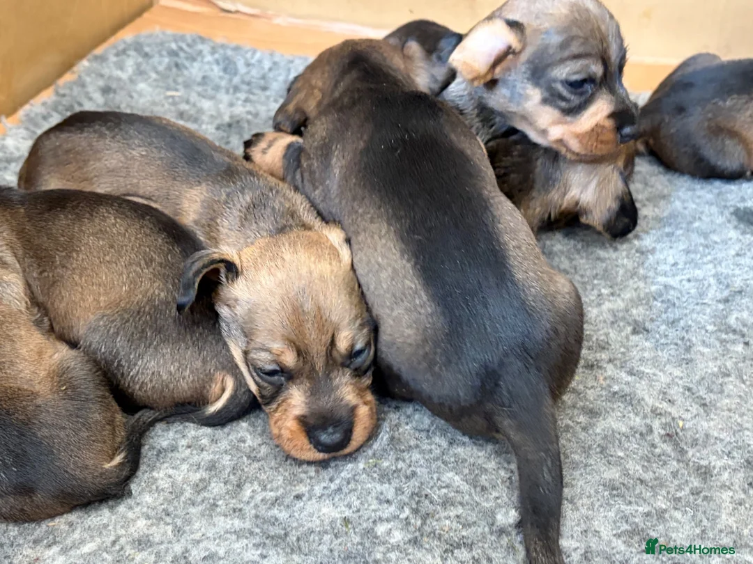 Dachshund dogs for sale: Teckel (Wire haired dachshund) - Advert 2