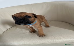 Mixed Breed dogs for sale: Cane Corso/boxer X Dogue de Bordeaux  - Image 15