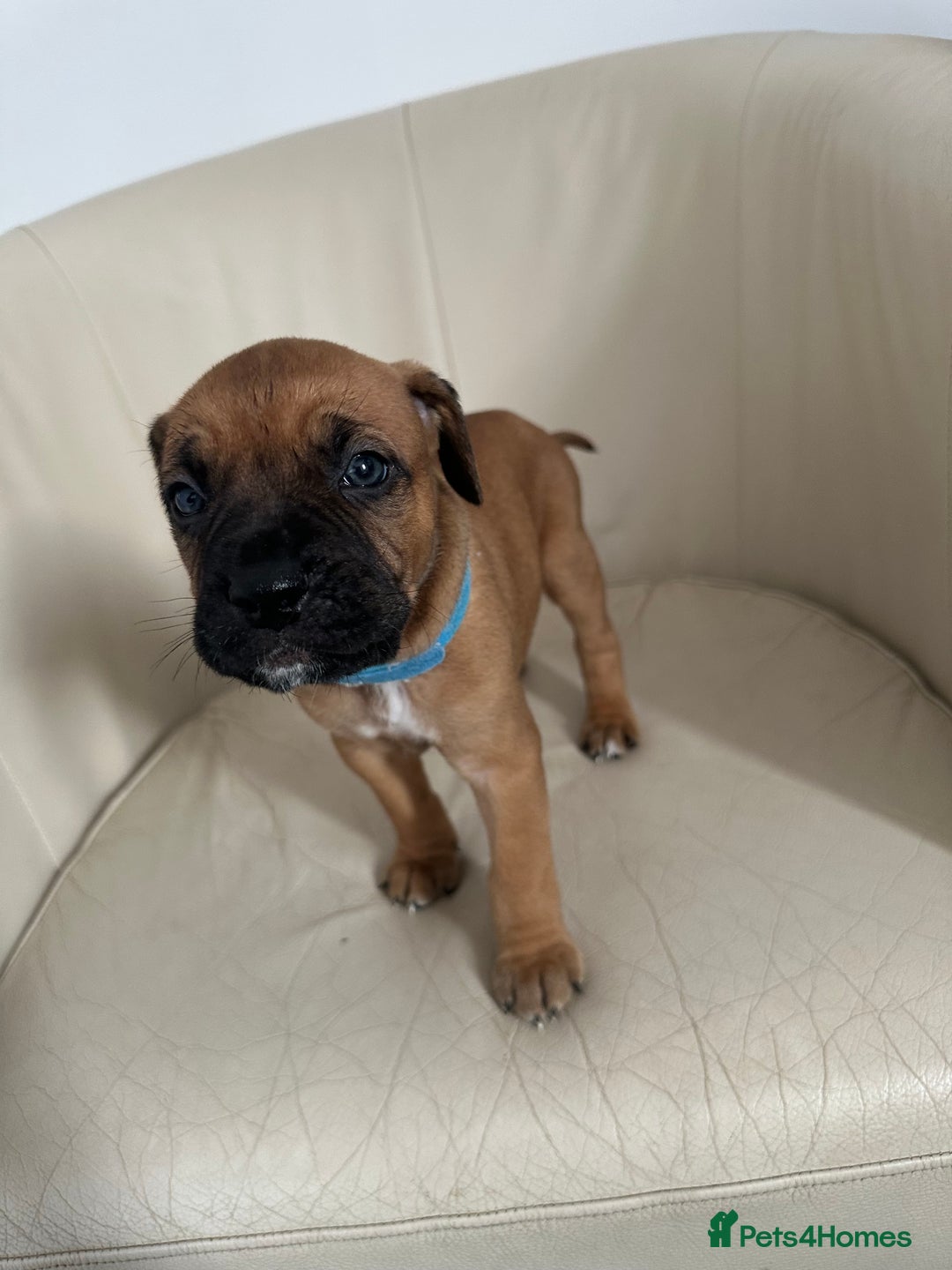 Mixed Breed dogs for sale: Cane Corso/boxer X Dogue de Bordeaux  - Image 15