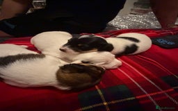 Jack Russell dogs for sale: Jack Russell puppies  - Advert 9