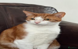 Domestic Shorthair cats for sale: Ginger cat  - Image 1