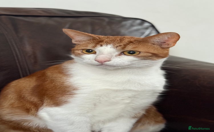 Domestic Shorthair cats - Advert 4