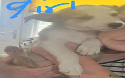 Mixed Breed dogs for sale: Lovely rough collie and border collie pups  - Image 2