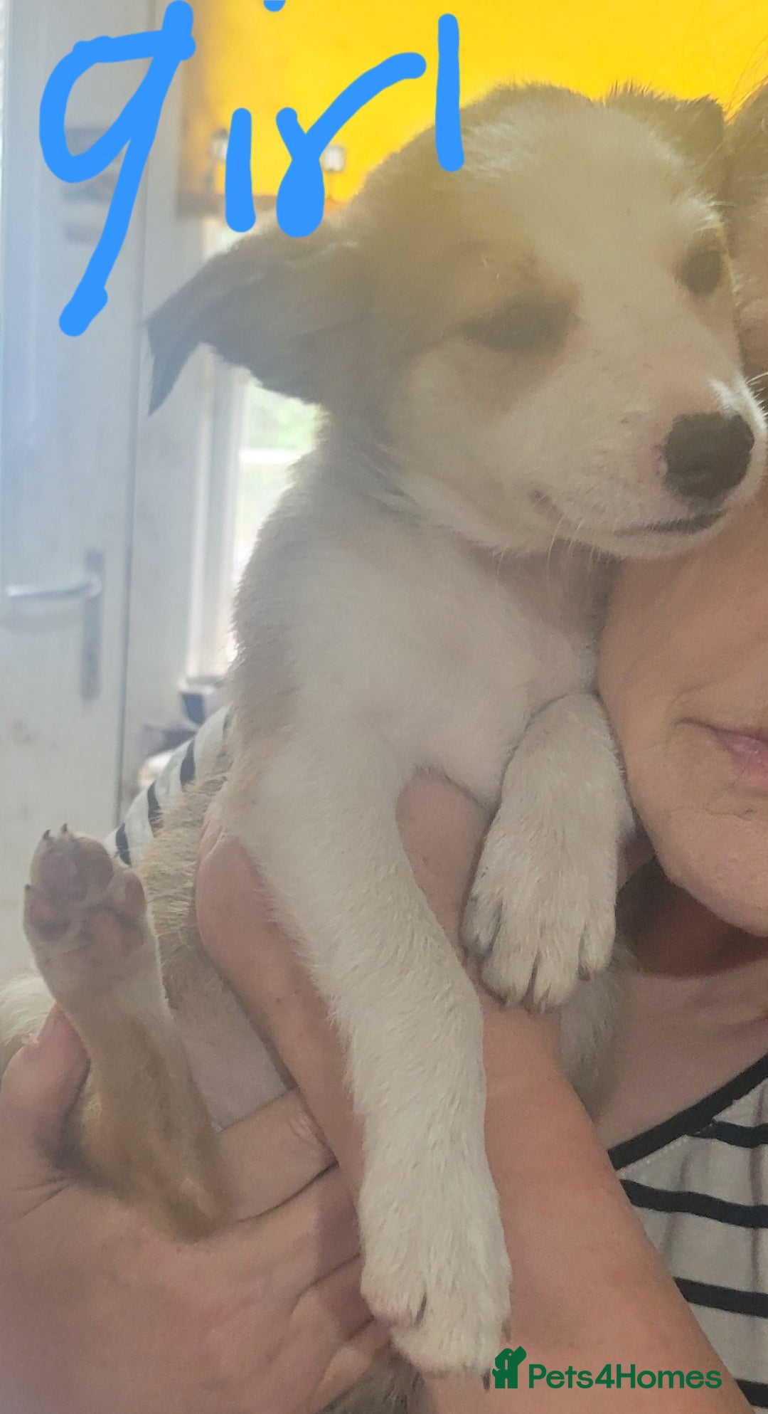 Mixed Breed dogs for sale: Lovely rough collie and border collie pups  - Image 2