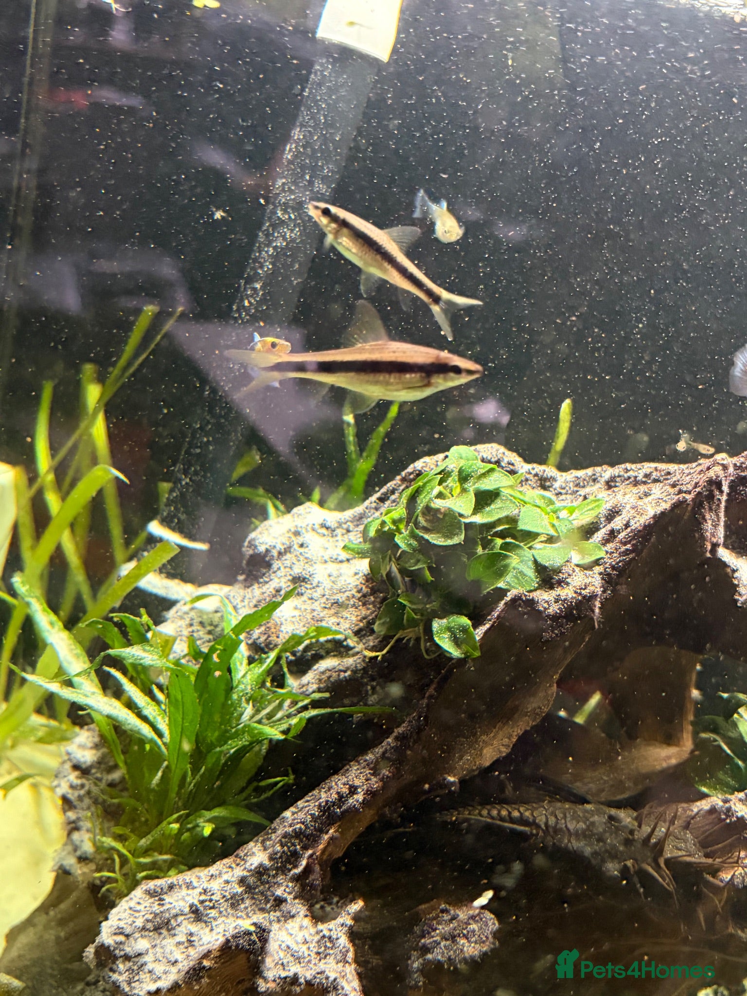 Other/Mixed Breed fish 2 Siamese algae eater fish  - Advert 2