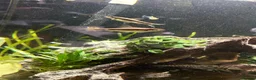 Other/Mixed Breed fish for sale: 2 Siamese algae eater fish  in Purley - Advert 1