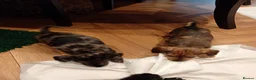 Mixed Breed dogs for sale: Miniature schnoxies  - Advert 10