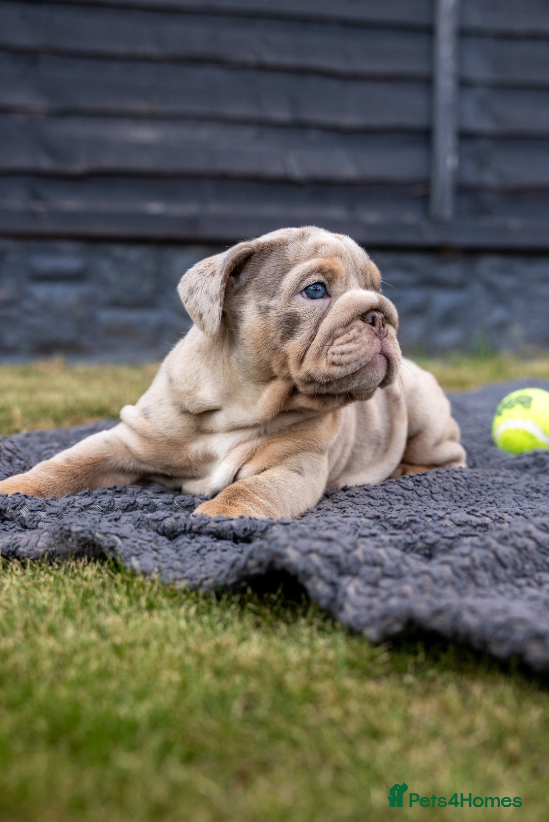 English Bulldog dogs for sale: English Bulldog puppies  - Image 10