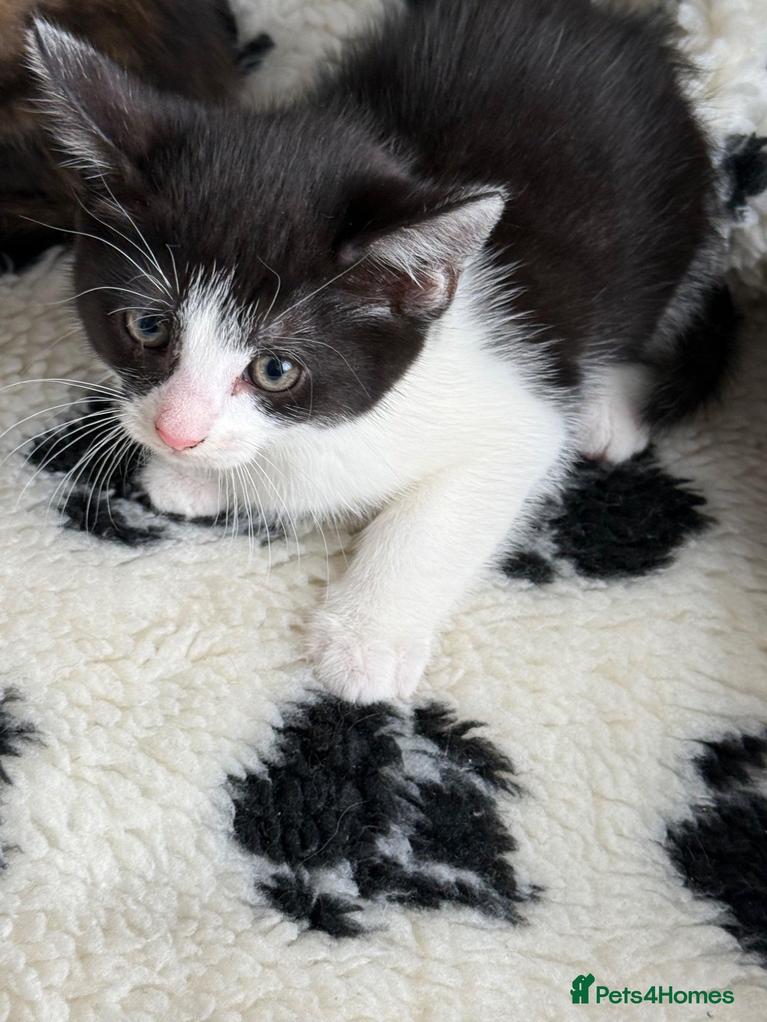 Mixed Breed cats   BSH x 3 BEAUTIFUL KITTENS FOR S💙🩷🩷 £65 - Advert 3