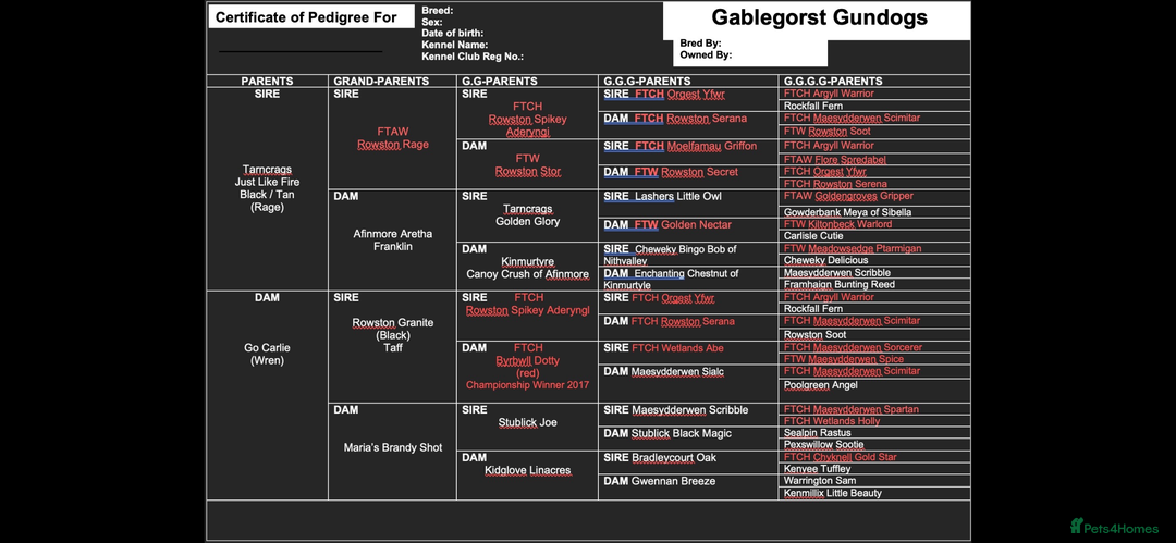 Cocker Spaniel dogs for sale: Cocker Spaniel puppies - Advert 5