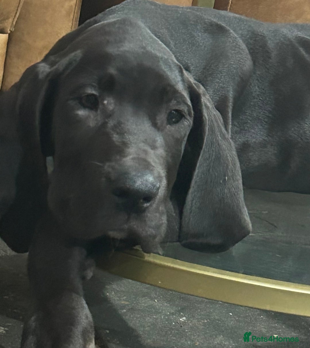 Great Dane dogs for sale: Stunning Great Dane Puppies, 4th generation  - Advert 5