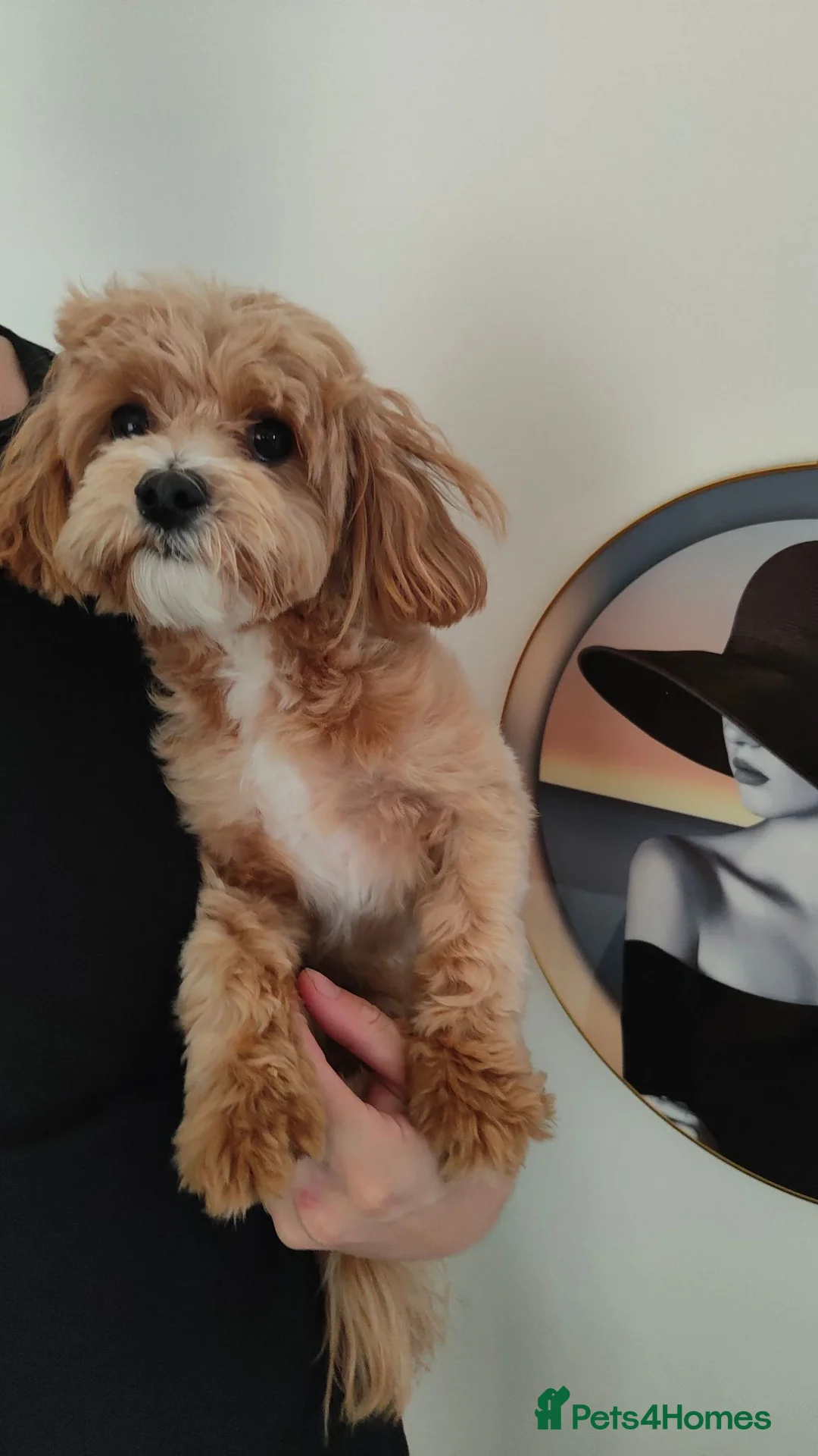 Maltipoo dogs for sale: F1 Asian Maltipoo puppies  - Advert 1