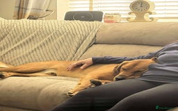 Mixed Breed dogs for adoption: Taz needs a perfect home  - Advert 6