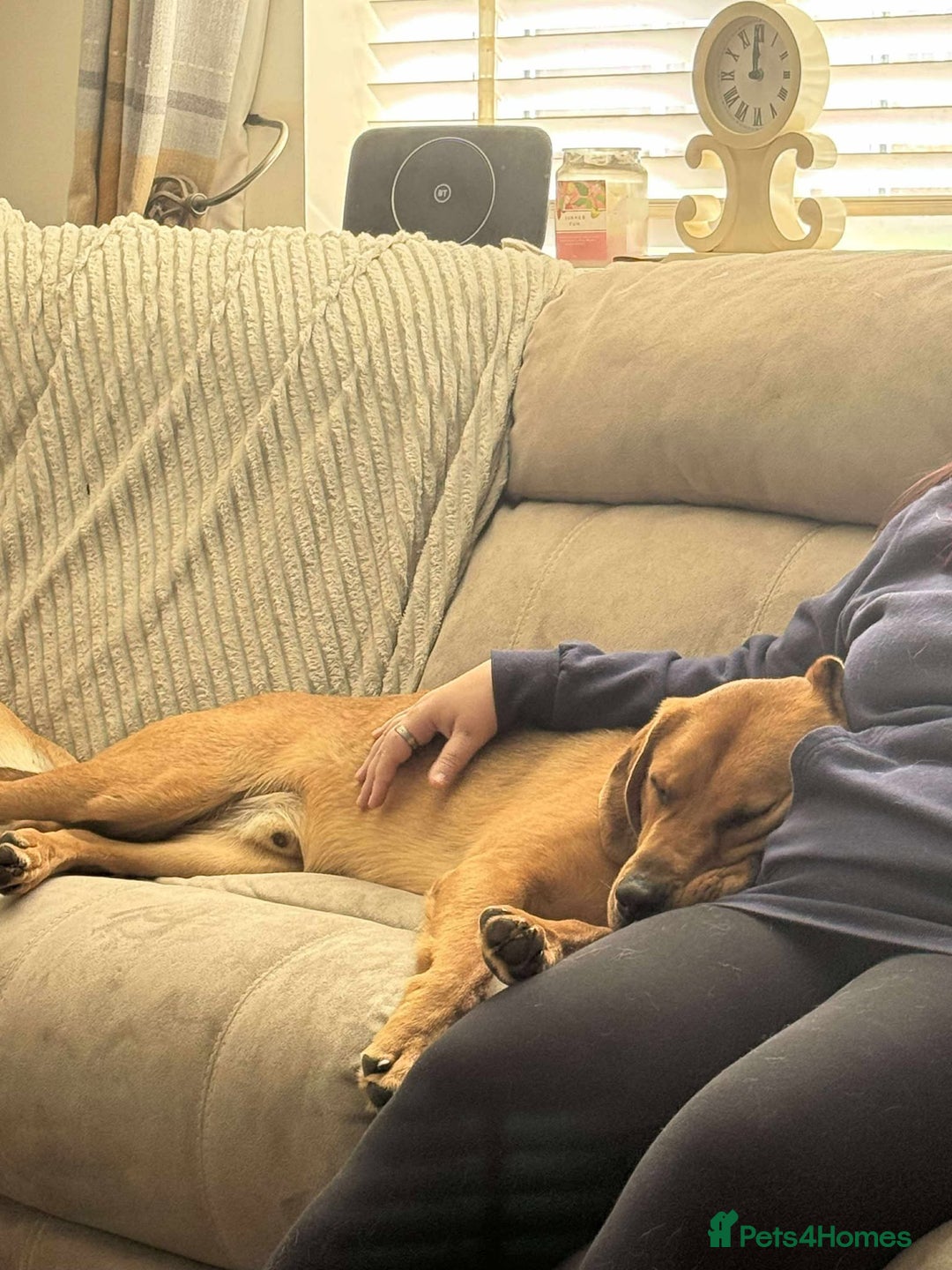 Mixed Breed dogs for adoption: Taz needs a perfect home  - Advert 6