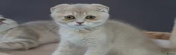 Munchkin cats for sale: ⚜️Rare munchkins⚜️ - Advert 10