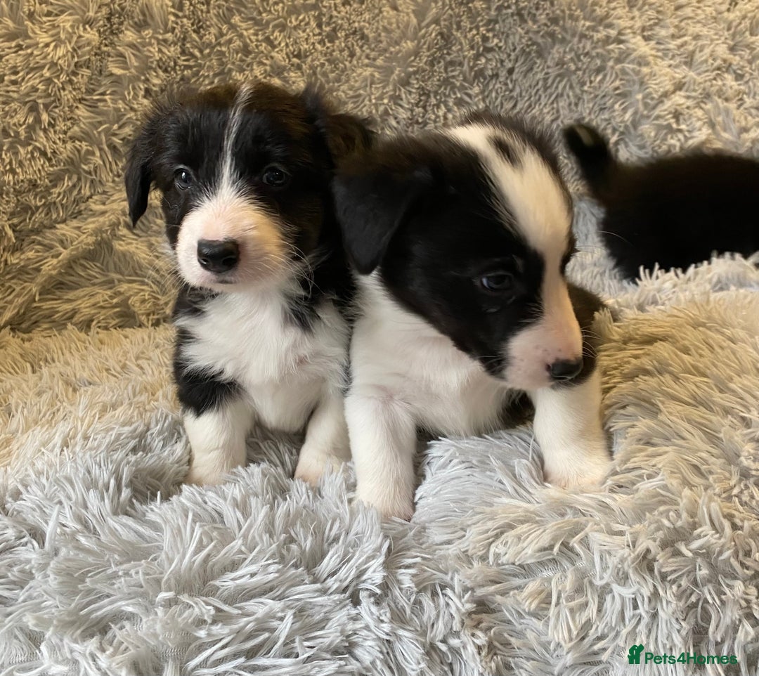 Mixed Breed dogs for sale: Gorgeous borgi pups - Image 11