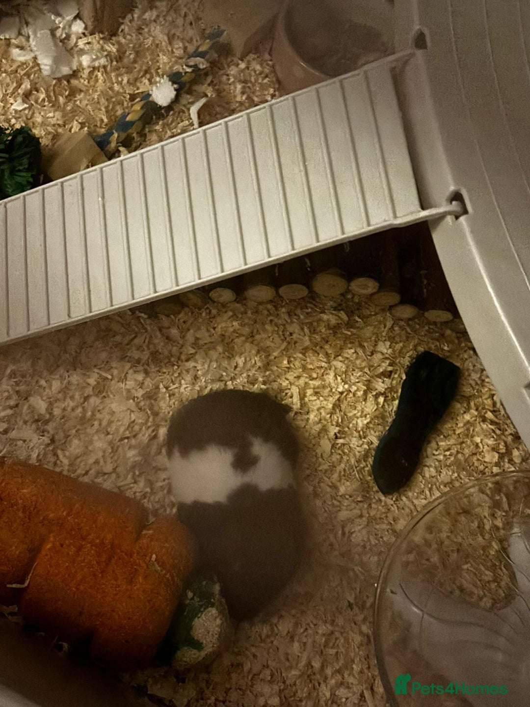 Hamster rodents for sale: Syrian Hamster and accessories - Image 2