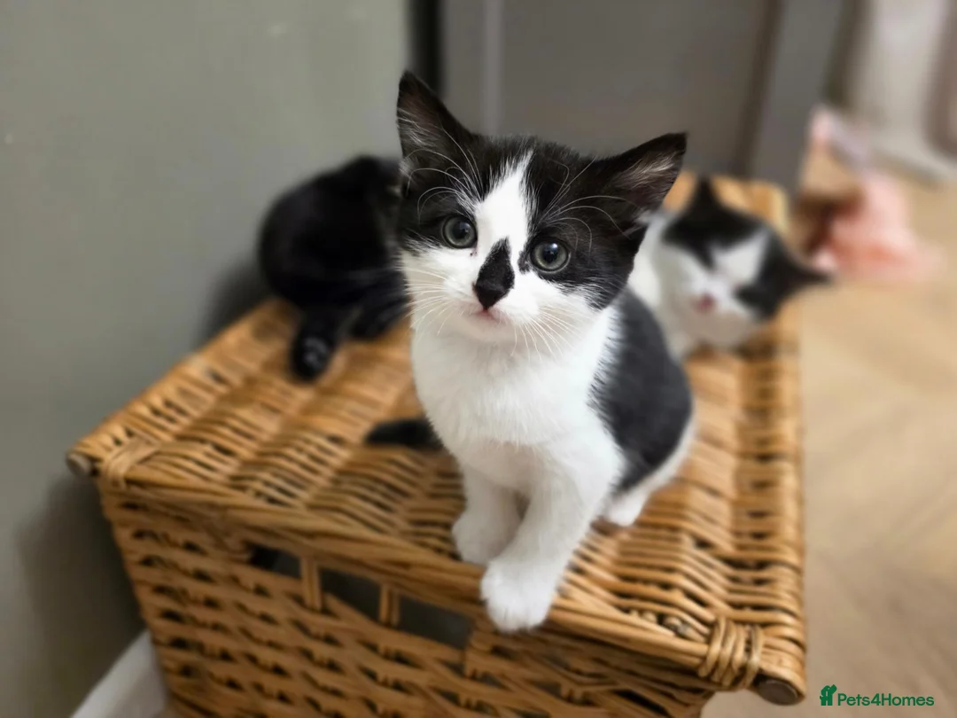 Mixed Breed cats for sale: Gorgeous kittens looking for forever homes - Advert 2