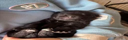 Sheprador dogs for sale: 10 Chunky Sheprador  in Llangadog - Advert 15