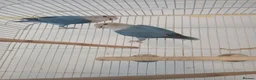 Lovebirds birds for sale: Pair of blue lovebirds £95 - Advert 3